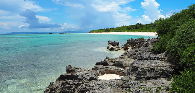 浜紫檀（ハマシタン